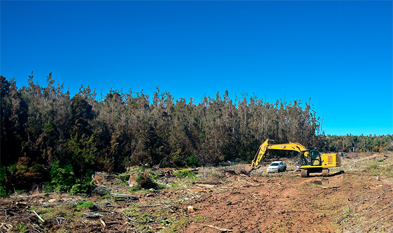 Sergio González Aedo, the Forestry Engineer Who Became a Multifaceted Entrepreneur