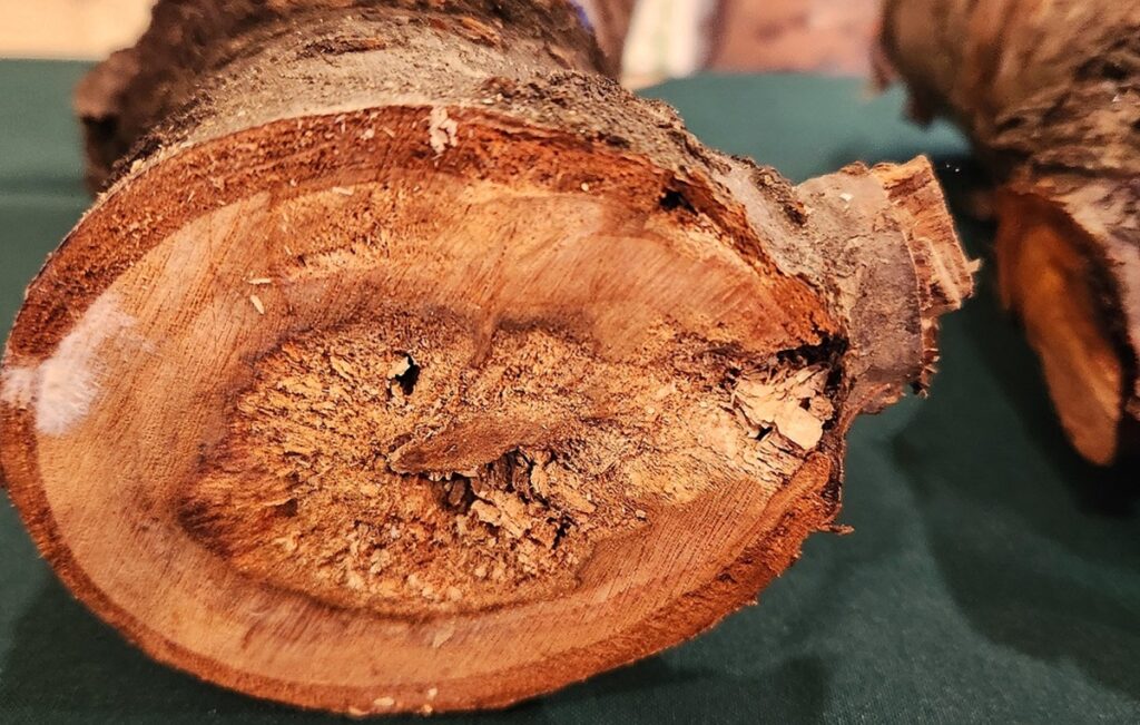 Hongos de la madera en frutales: revelan avances del innovador proyecto Trunkguard