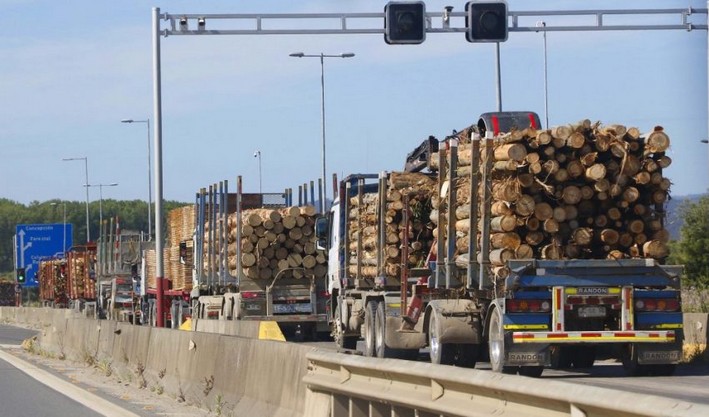 Family clan investigated for alleged forgery of stolen timber documents