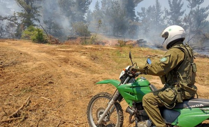 Prosecutor's Office and Police Coordinate Actions Due to High Risk of Forest Fires in Ñuble from High Temperatures