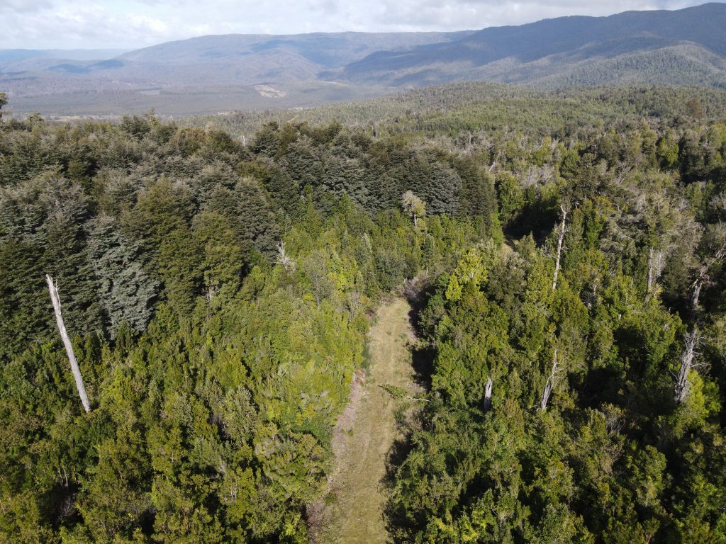 The role of native forests in preventing emergencies caused by extreme rainfall