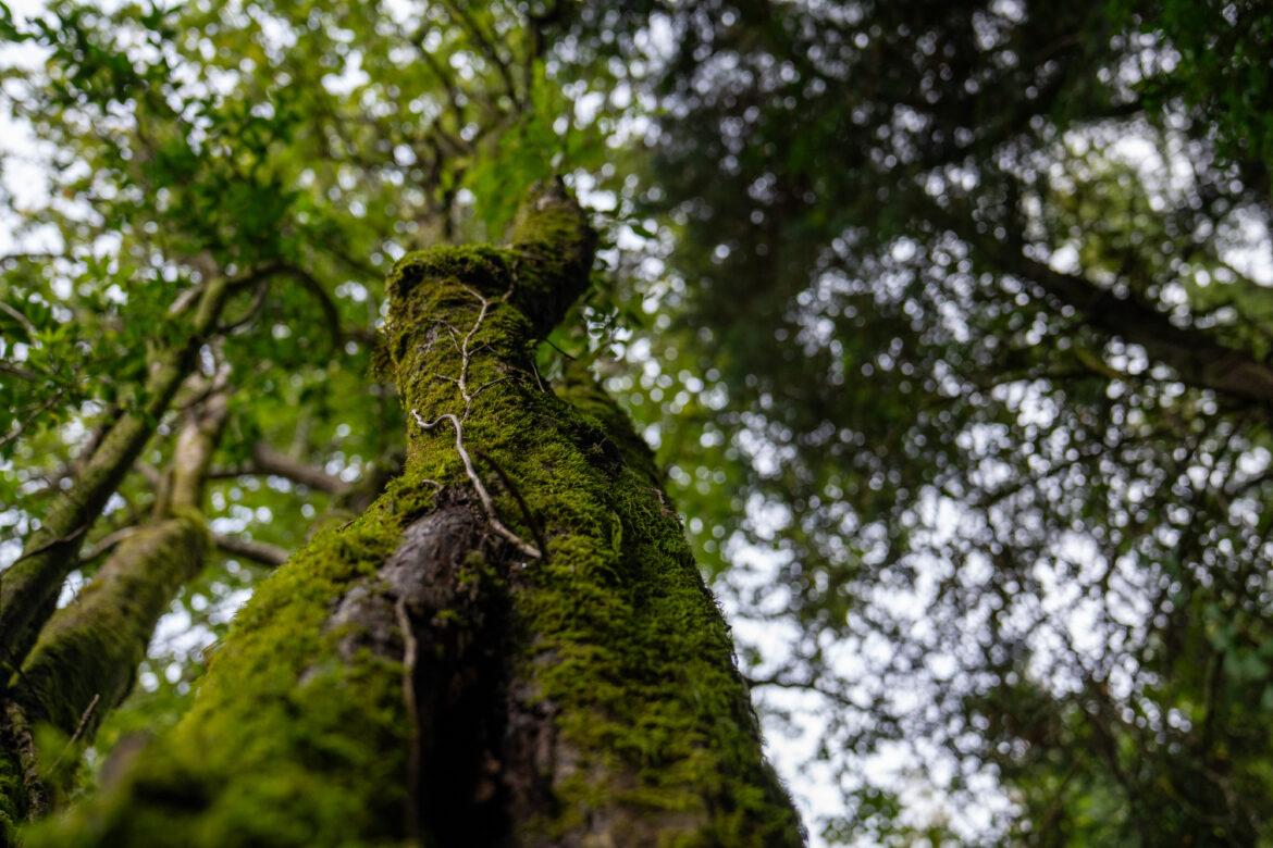 Baños de bosque: Jardín Botánico UACh habilitó espacio que ayuda a reducir el estrés universitario