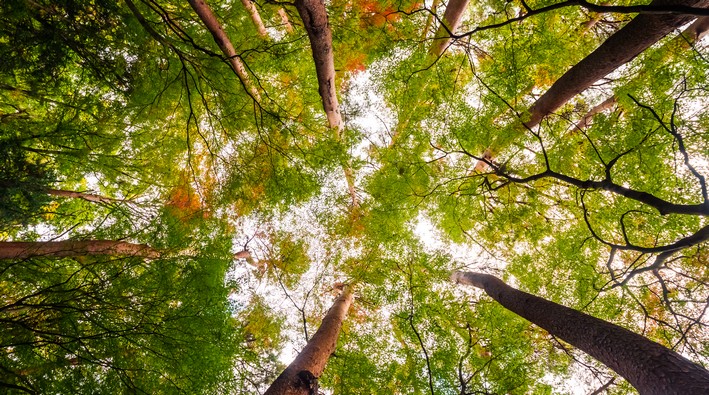 Regulations to Promote Forestry Activity