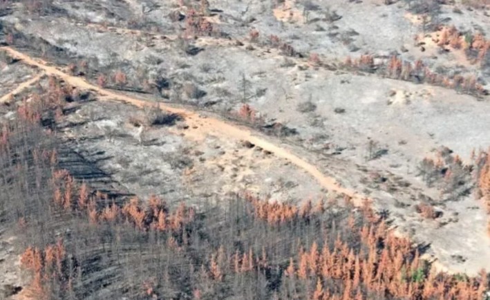 Arrested for mega-fire: "I needed, like everyone else, more money. If there are no (disasters), the season ends"