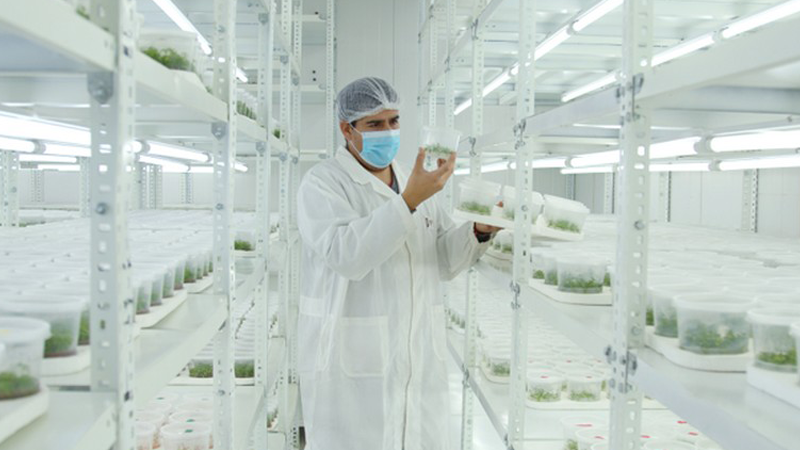 Chilean Quillay Represents an Innovation in the Global Saponin Market