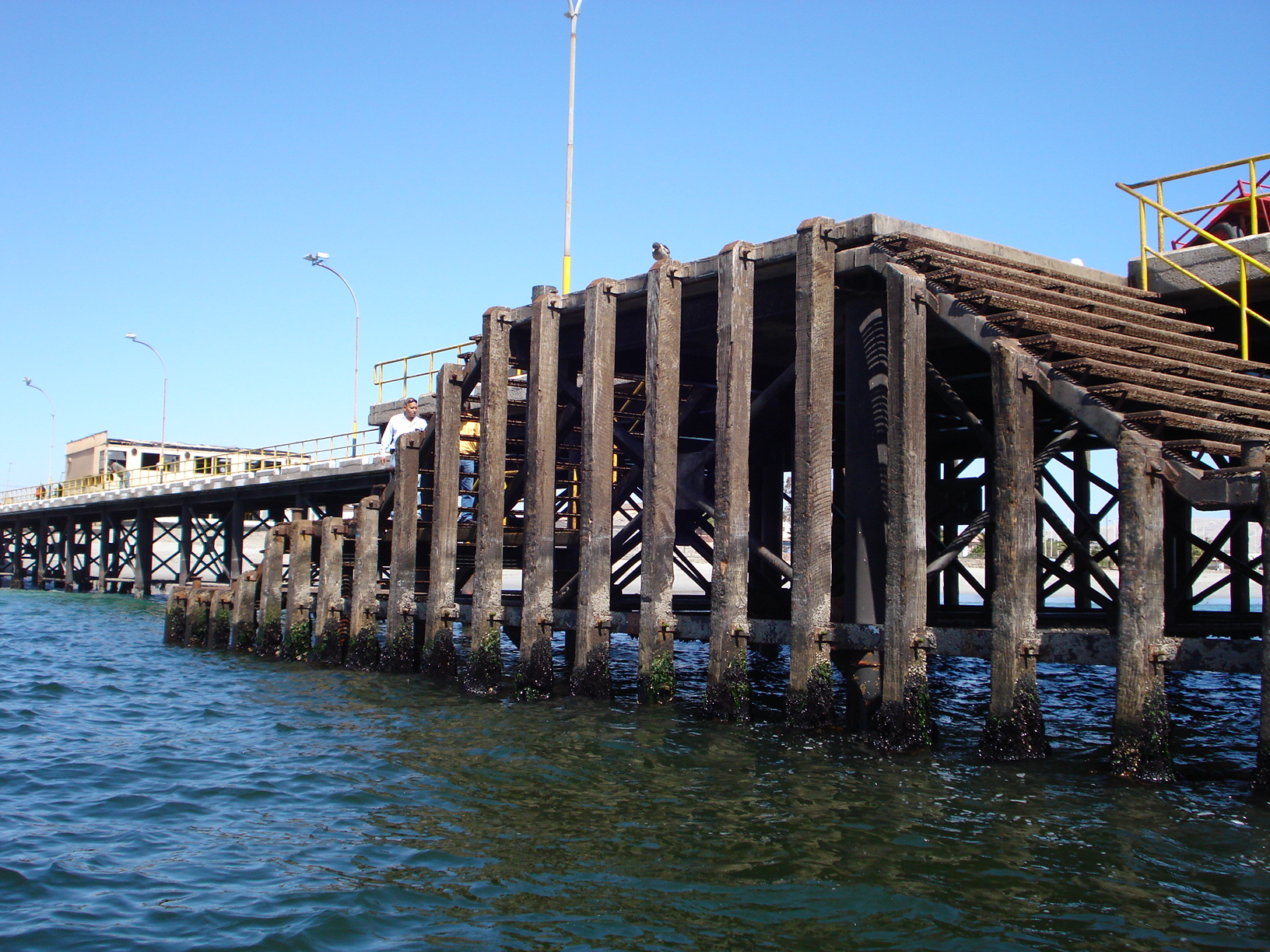 The Strategic Role of Native Timber in Docks, Bridges, and Railways