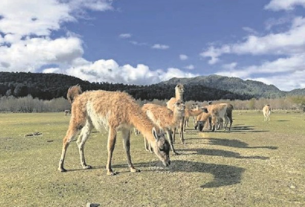 Huilo Huilo Foundation and Luan Foundation promote the recovery of the guanaco in La Araucanía