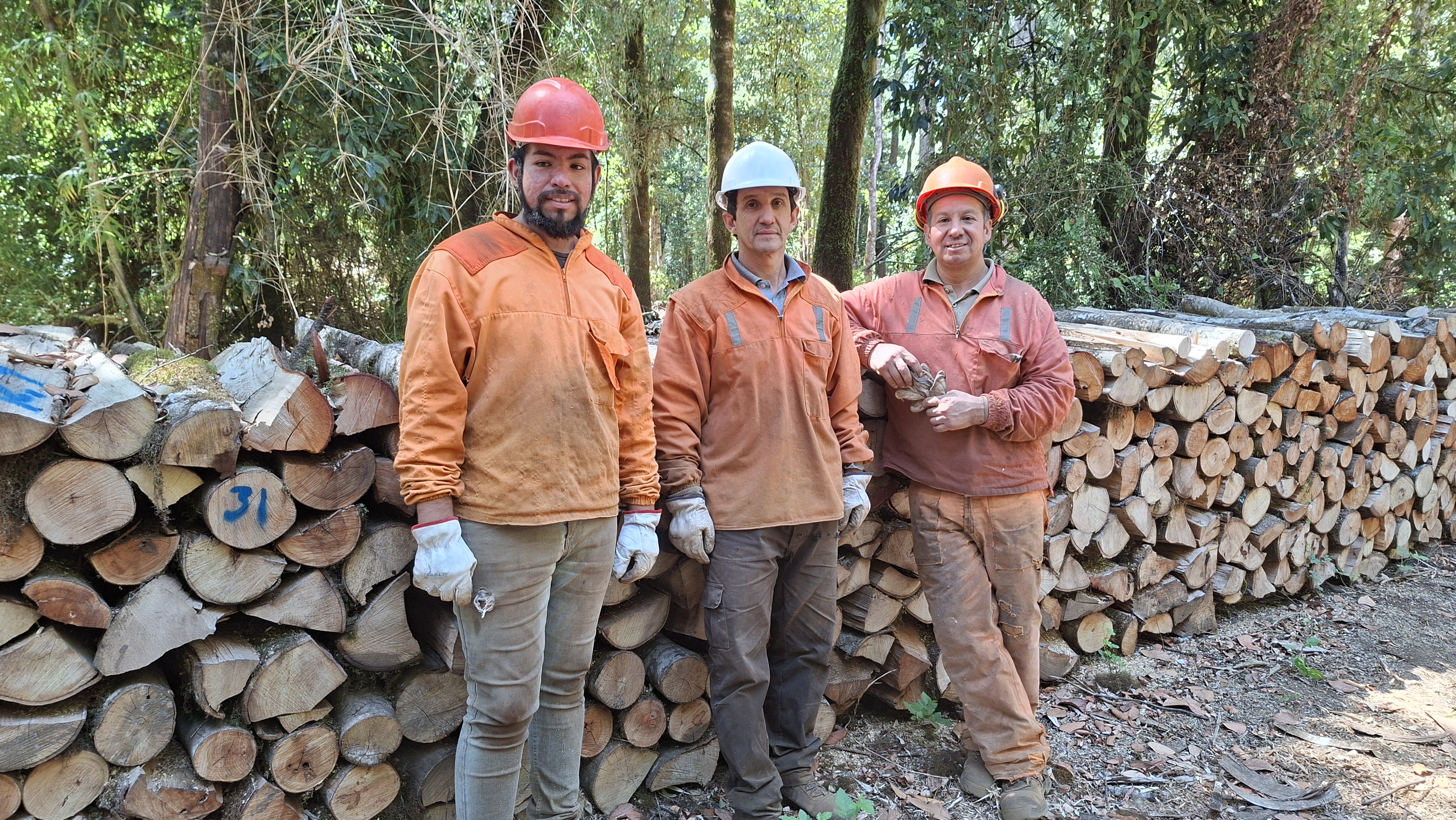 Manejo sustentable del bosque nativo en La Araucanía