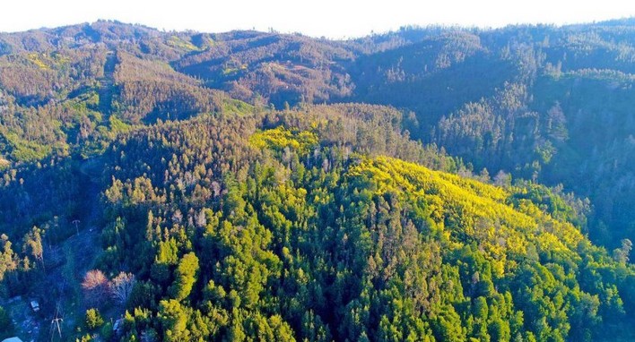 Mediterranean forest: a unique ecosystem at risk in the region
