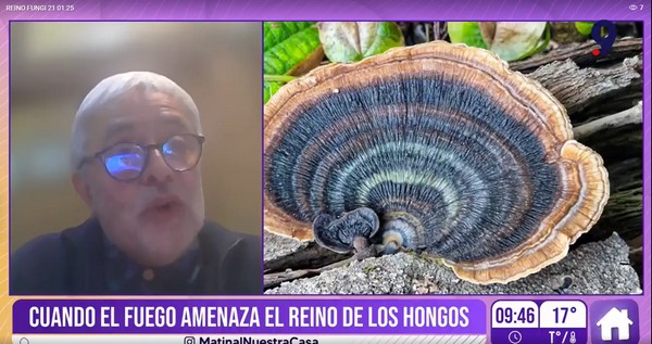 The Invisible Damage of Wildfires: How Do They Affect the Fungi Kingdom?