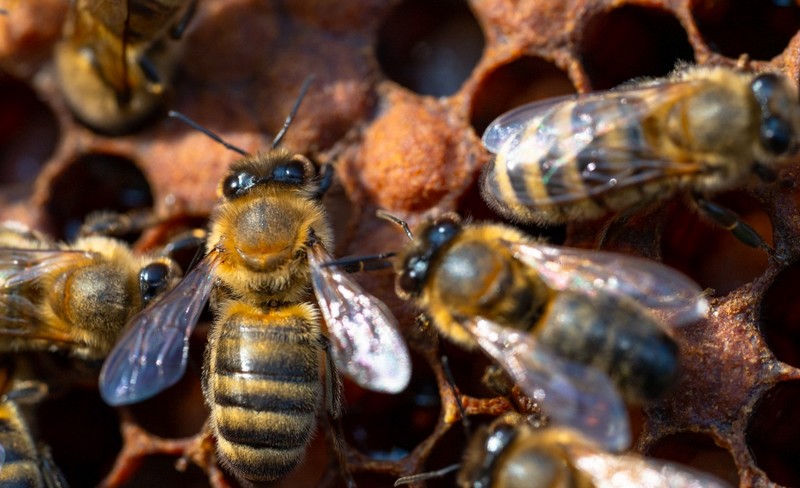 Agronomy UdeC Inaugurates NeuroBeeLab, a Laboratory Dedicated to the Study of Neuroscience in Bees