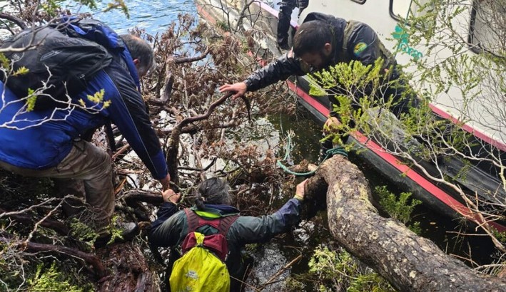 Illegal logging threatens ancient Guaitecas cypress in Chilean reserve