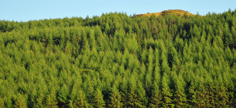 The Paradigm of Forest Engineering: A Response