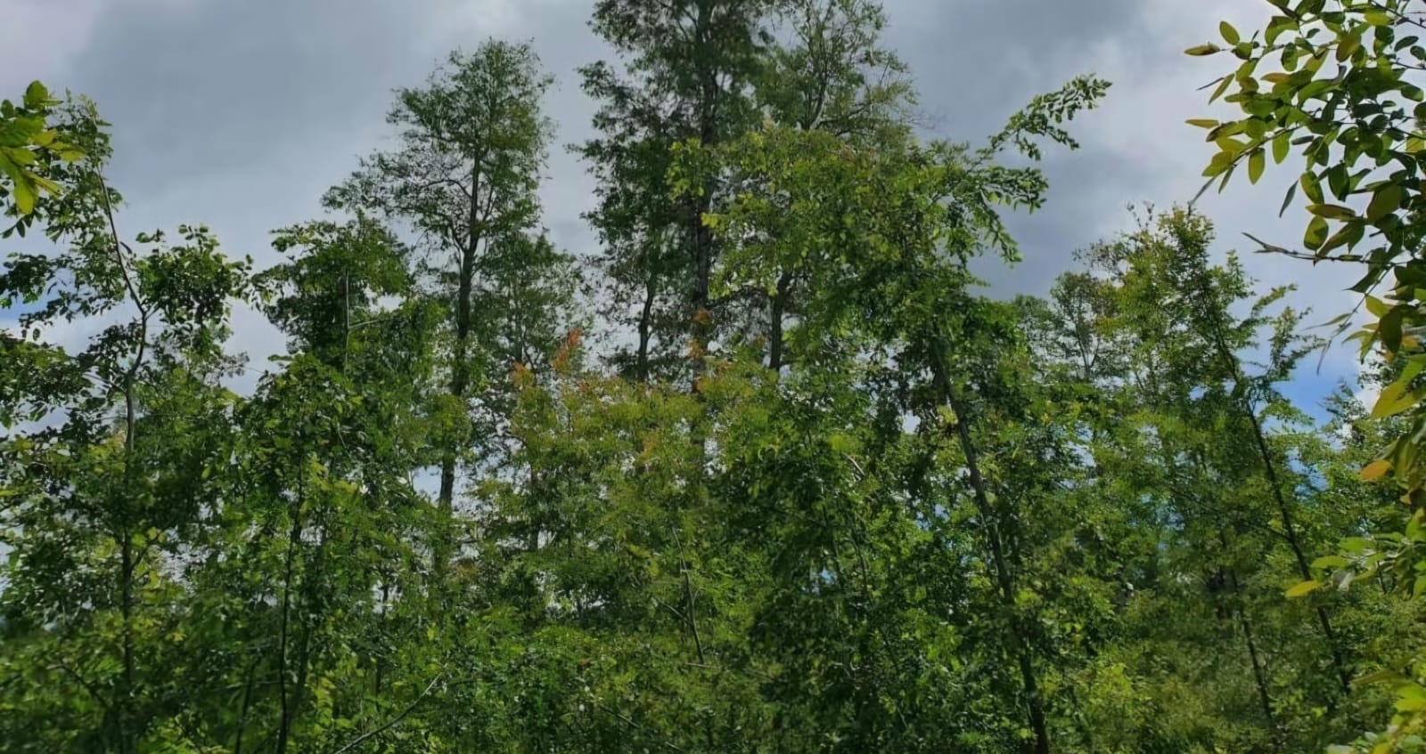 Bosque nativo en Chile: el potencial de una industria clave para el desarrollo productivo sostenible