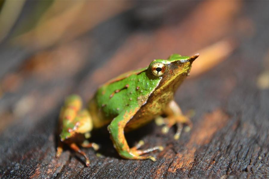 Organizaciones respaldan decreto estatal para salvar a la ranita de Darwin en Chiloé