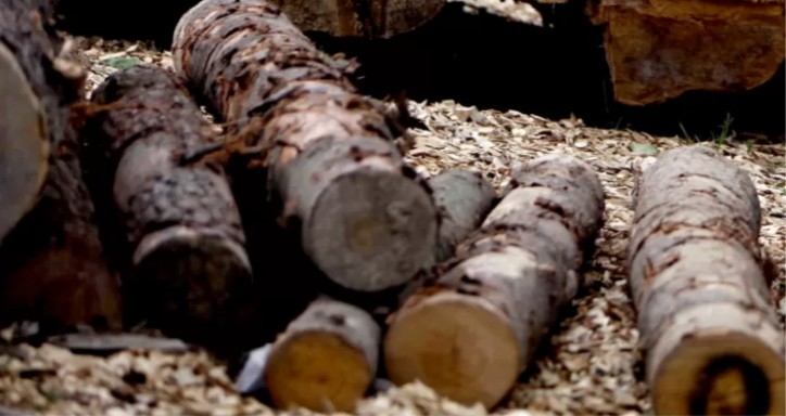 Ministério Público de Los Ríos avalia apresentar nulidade por decisão que absolveu 18 comunitários por roubo de madeira