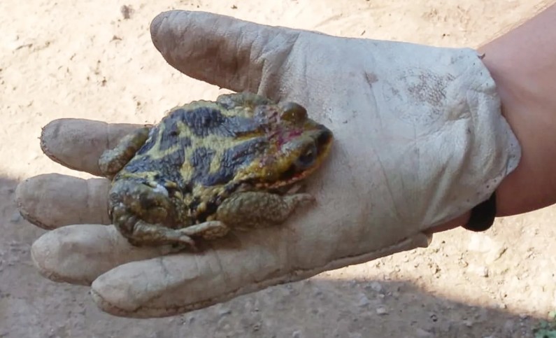 Pesquisadores documentam pela primeira vez rã africana predando ovos de anfíbios nativos