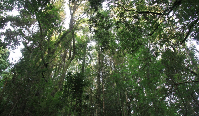 Forestry crisis: uncertainty, violence, and productive contraction