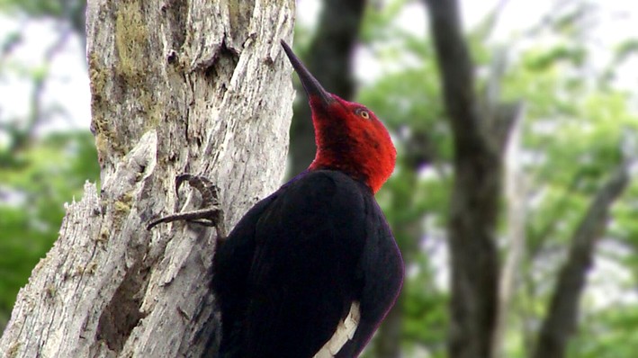 The Black Woodpecker Reveals the Hidden Health of Southern Chile's Temperate Forests