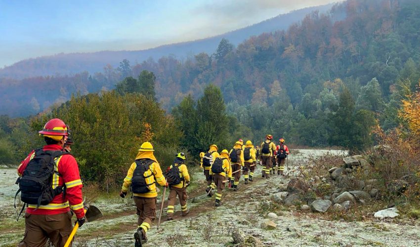 Robles, coihues and raulíes under threat: the impact of wildfires on the Biobío mountain range