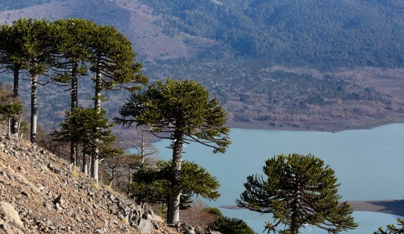 UdeC Research Reveals Encouraging Results on the Relationship Between Araucaria araucana and Fungi in Post-Fire Soils