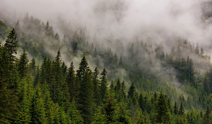 Research to Evaluate the Resistance of Chilean Pine Wood in Seismic Conditions