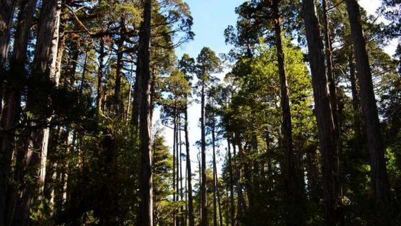 Illegal Logging of Native Forest Discovered in Quilpué