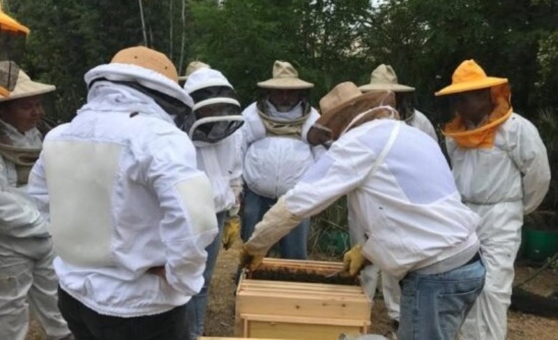 U. de Chile Presents Innovative Beekeeping Manual
