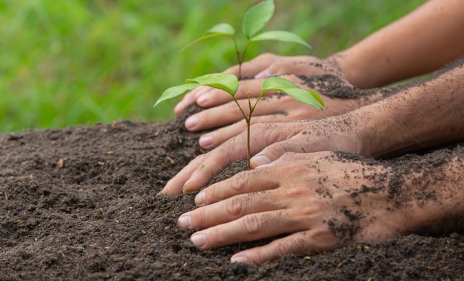 The Pending Tasks of the Forestry Sector: What Do We Expect from the New Government?