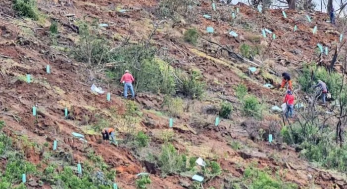 Conaf: Mega-fire did not erase evidence of reforestation questioned by deputies