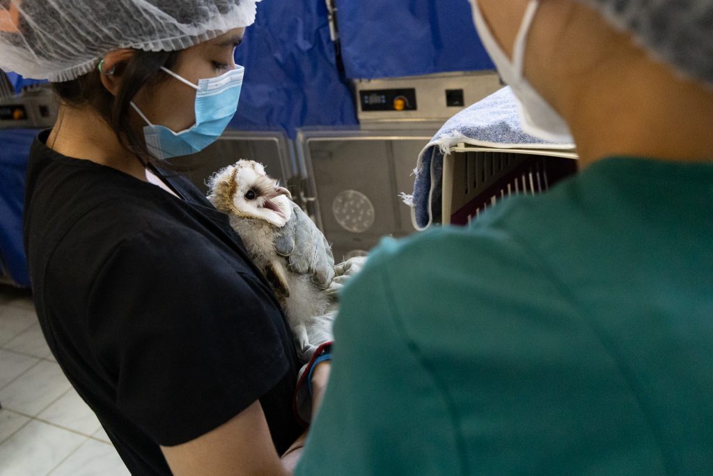 UdeC national project to strengthen wildlife rehabilitation with historic investment