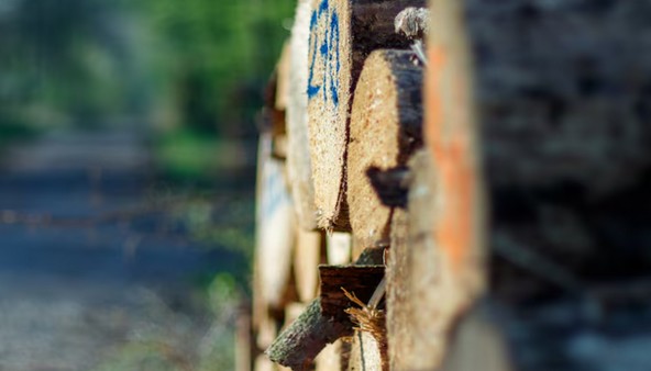 The Unexpected Role Forest Plantations Could Play in Capturing CO2