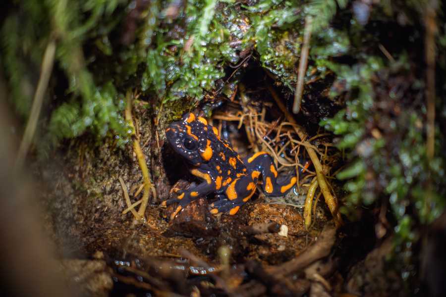 Beautiful frog reappears in Ñuble after scarce records in Chile