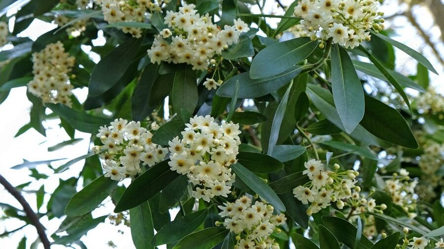 Research Reveals How Trees in Southern Chile Move and Conserve Water