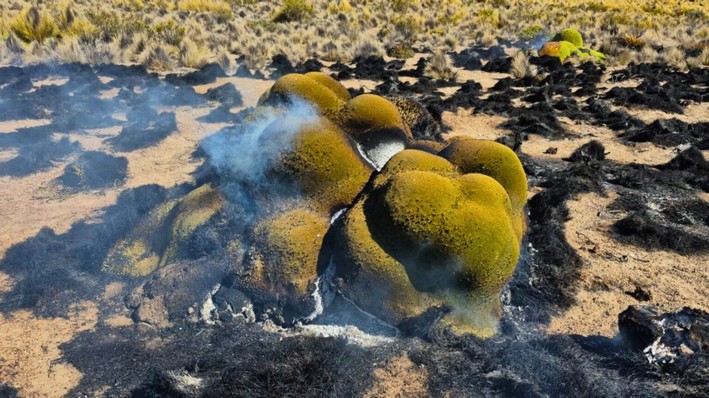 CONAF to Pursue Criminal Charges for Fires in Camarones and General Lagos