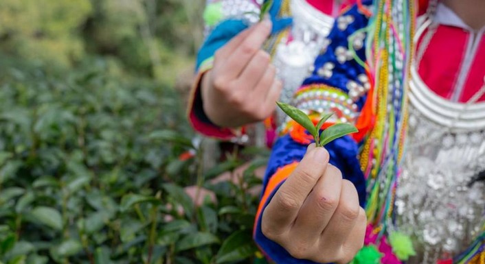 Report: Central America Has Lost 600,000 Hectares of Forest Between 2015 and 2022