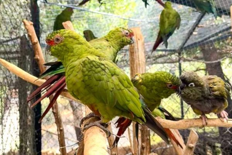 Collaboration between wildlife rehabilitation centers achieves successful reintroduction of social species