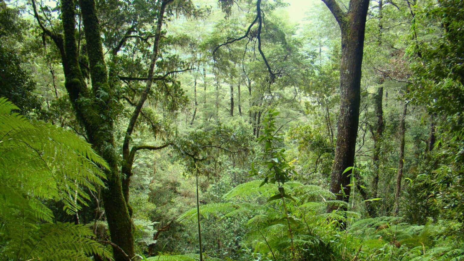 Futuro Madeira pede reconsideração do corte de recursos para a floresta nativa