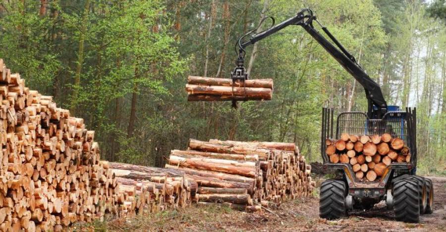 Exportações Florestais de Ñuble sofrem queda acentuada