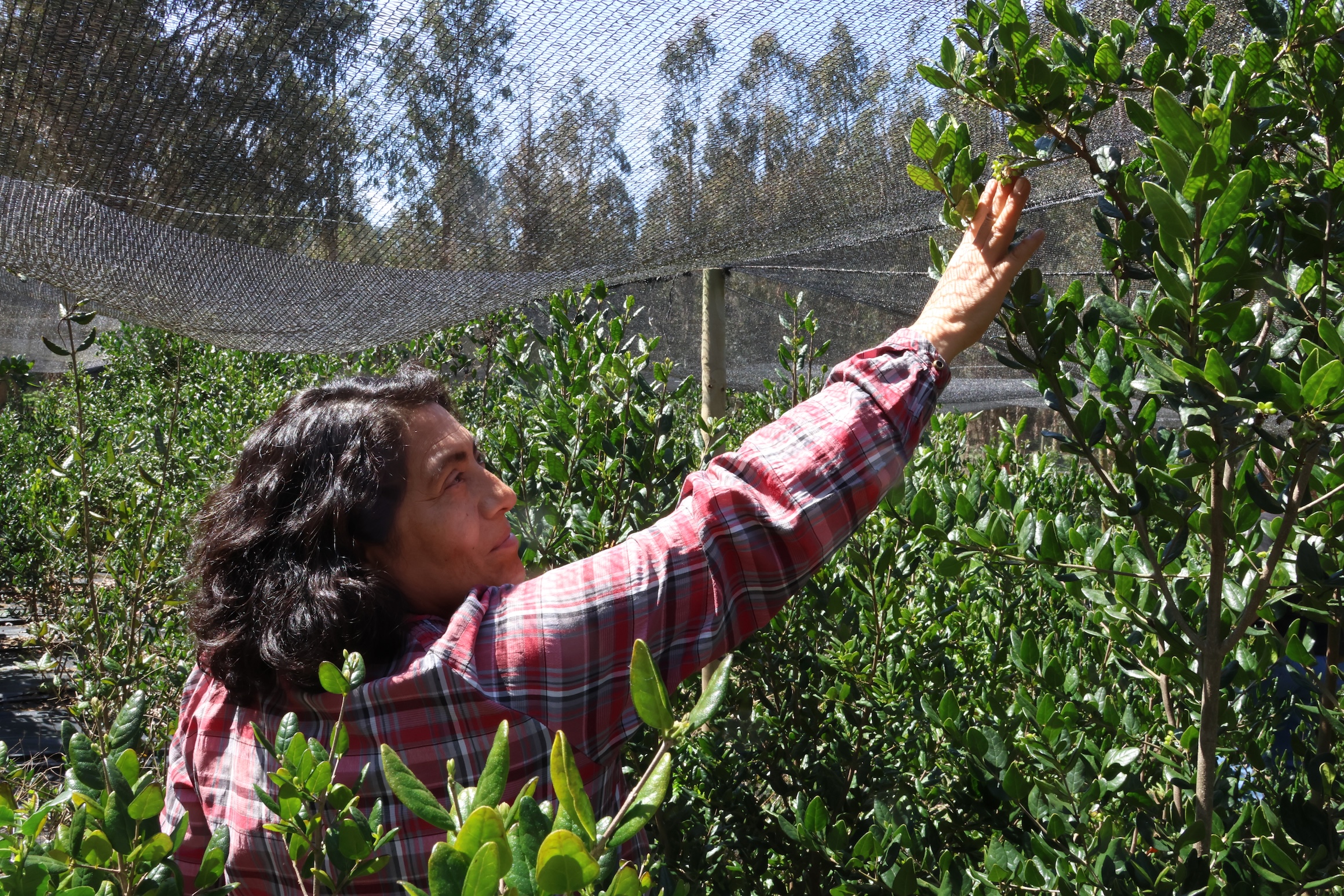 El boldo y su camino hacia la sostenibilidad en Chile