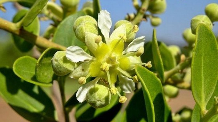 Exports of Non-Timber Forest Products: Moss Leads the Market