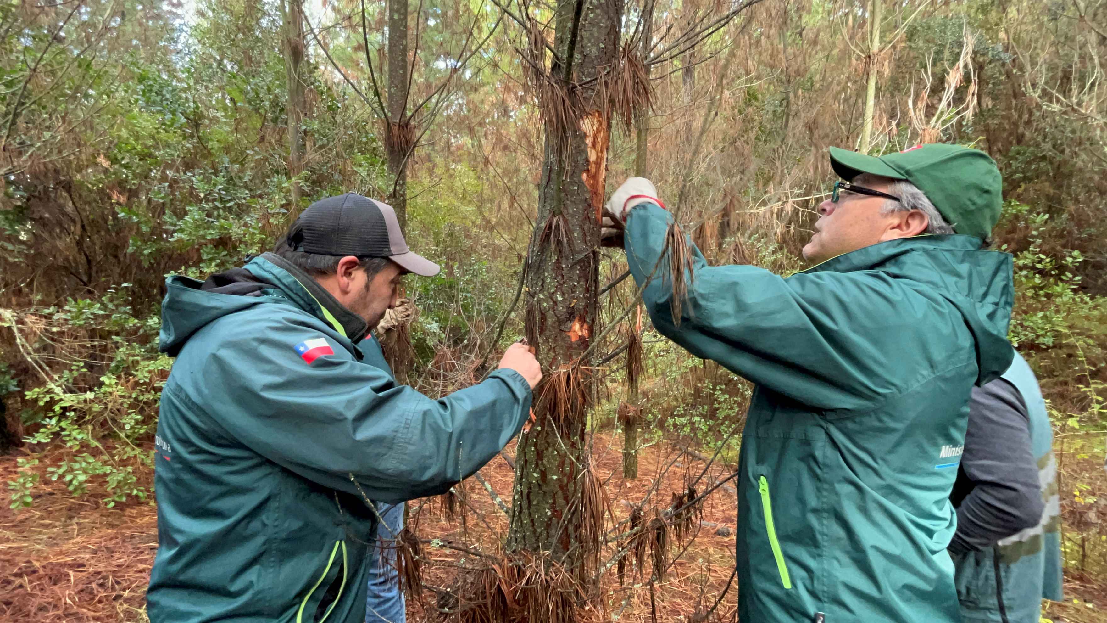 Gorgojo de la corteza del pino: el enemigo que amenaza los bosques