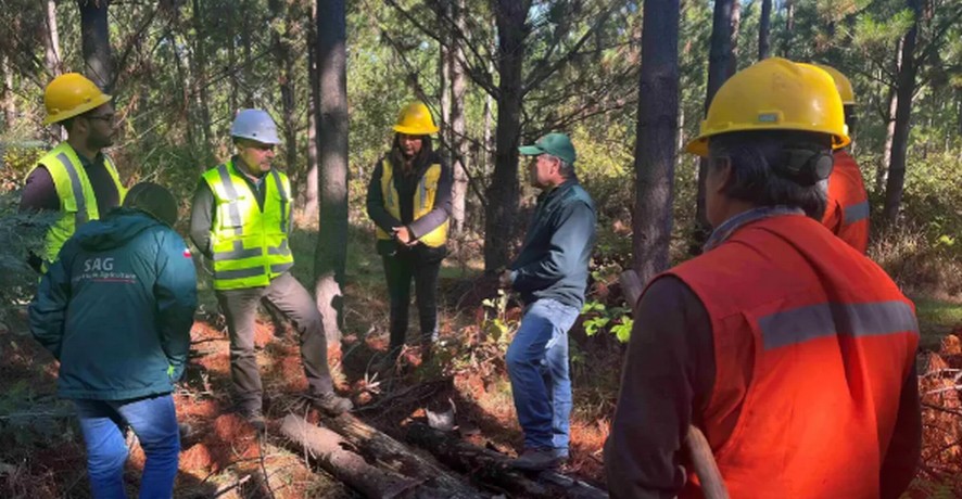 Phytosanitary surveillance conducted to timely detect forest pest