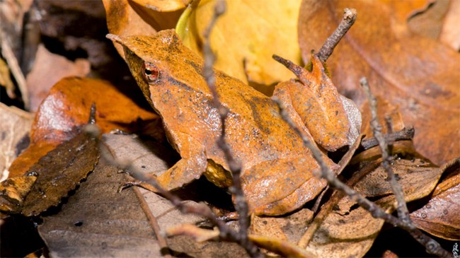 Population of Darwin's Frogs Found in Vicente Pérez Rosales National Park: Never Before Detected There