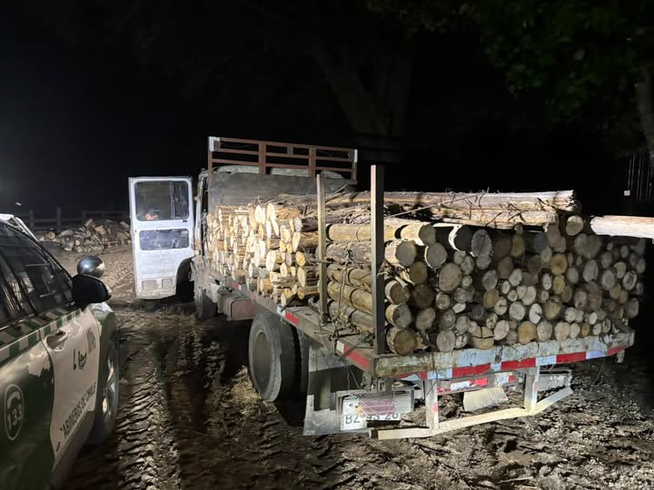 Three arrested for alleged timber theft on forest property in Panguipulli