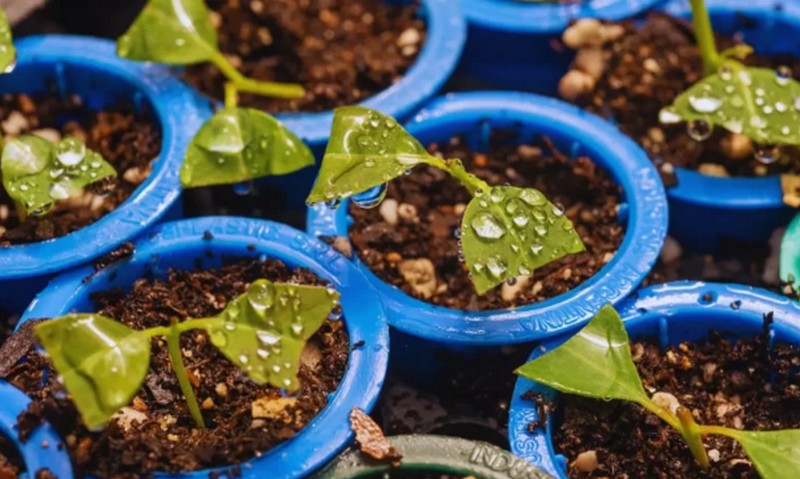 Argentinians, Brazilians, and Uruguayans proved that forest improvement can be accelerated with DNA studies