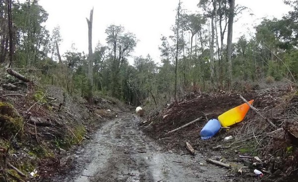 Fine imposed for over $22 billion for logging native forest in Chonchi and Quellón