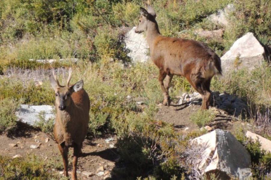 Reserva Nacional Los Huemules del Niblinto terá Conselho Consultivo