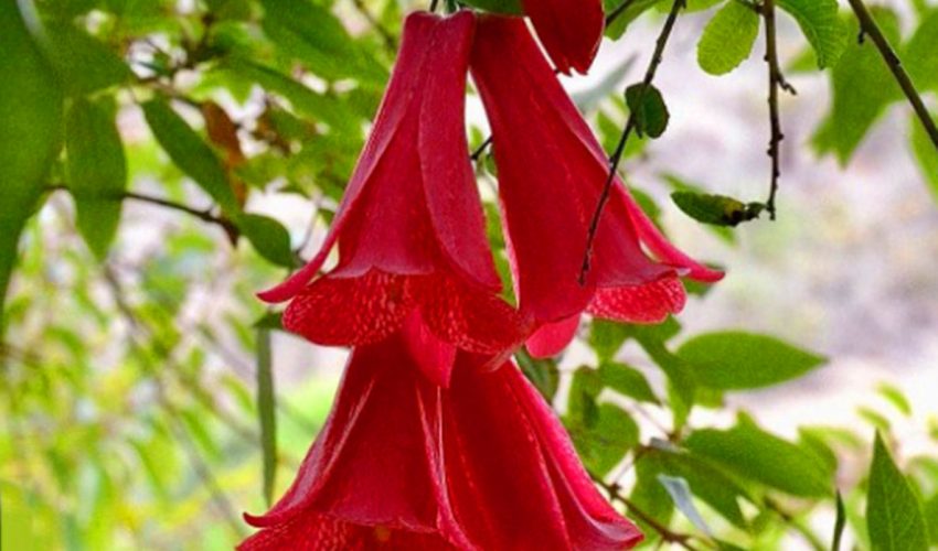 From native ravines to pine and eucalyptus: the unexpected corners of Biobío where the copihue blooms