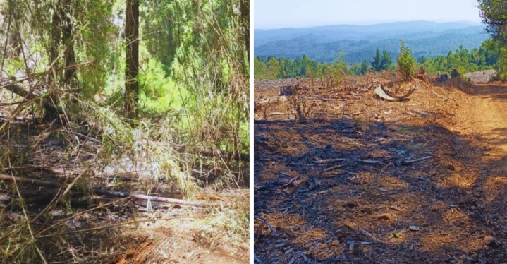 Justicia declaró inadmisible la querella por incendio que afectó al Parque Nonguén